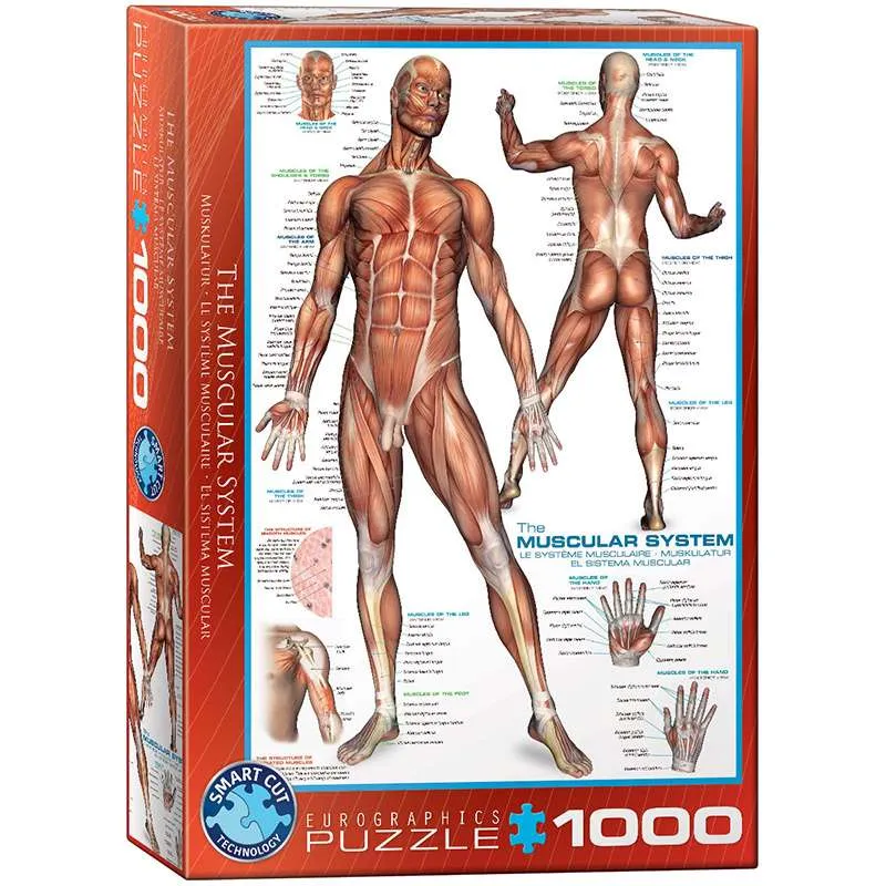 Puzzle Eurographics 1000 piezas Sistema muscular 6000-2015